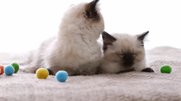 Ragdoll katt kattungar hemma — Stockvideo