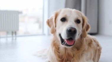Golden Retriever köpeğinin portresi