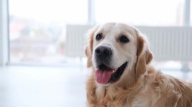 Golden Retriever köpeğinin portresi