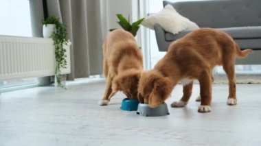 Toller yavruları kaselerin yanında yiyecek arıyor.