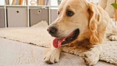 Golden retriever köpeği evde.