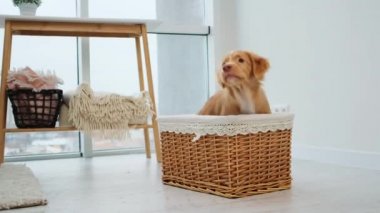 Toller sepetten fırlayan köpek yavrusu