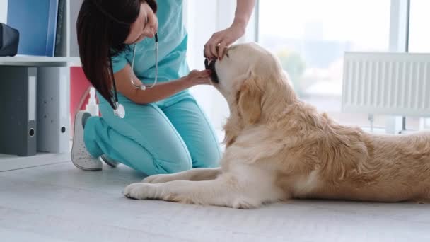 Golden retriever perro y veterinario — Vídeos de Stock