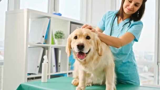 Golden retriever cão no hospital — Vídeo de Stock