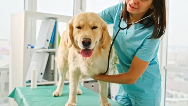 Golden retriever perro en el hospital — Vídeos de Stock