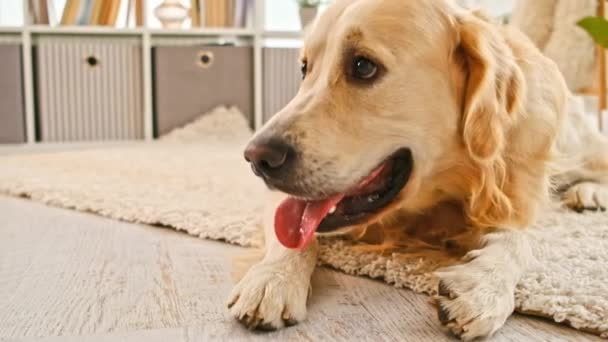 Golden retriever hund hemma — Stockvideo