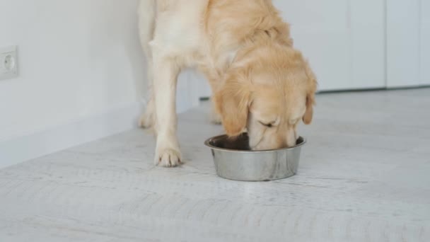 Golden retriever perro comiendo comida para perros — Vídeos de Stock