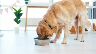 Golden retriever köpeği yiyor.