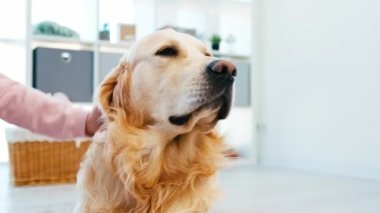 Golden retriever köpeğini okşayan küçük kız.