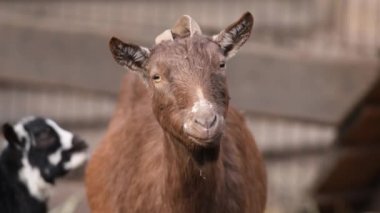Hayvanat bahçesindeki sevimli keçi