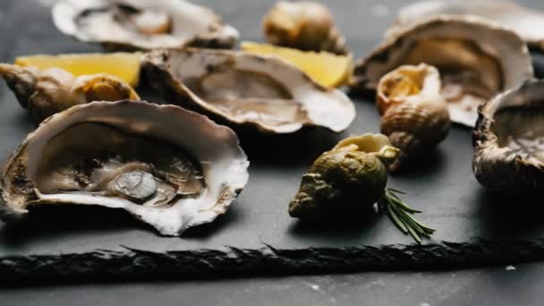 Conjunto de ostras com caracóis — Vídeo de Stock