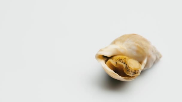 Csiga tenger gyümölcsei elszigetelt fehér alapon — Stock videók