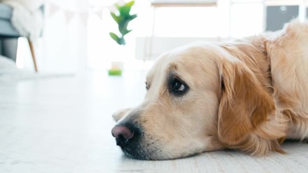 金毛猎犬躺在地板上 — 图库视频影像