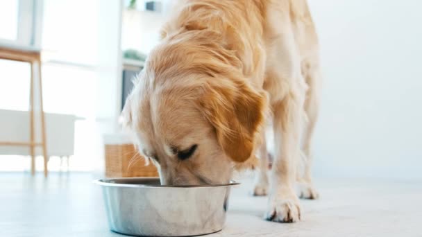 Golden retriever perro comiendo — Vídeos de Stock