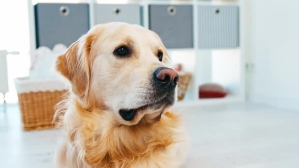 Золотий ретривер собака в домашніх умовах — стокове відео