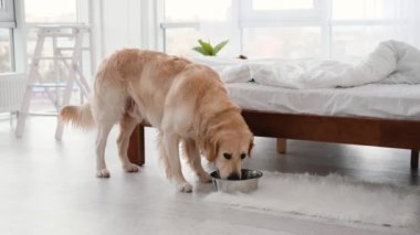 Golden retriever köpeği yiyor.