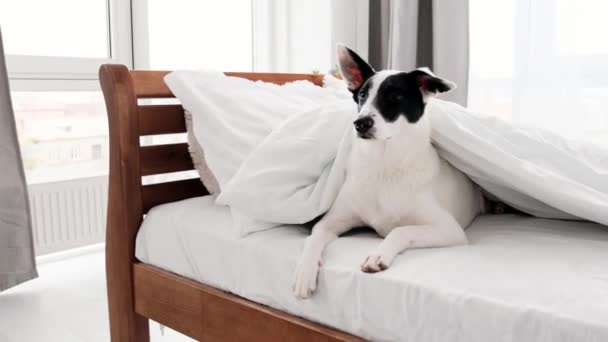 Cão bonito na cama — Vídeo de Stock