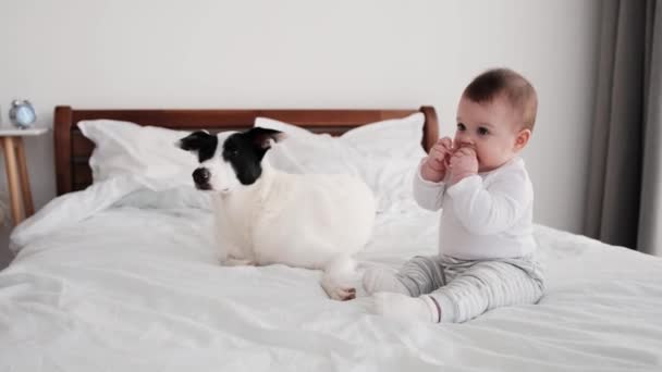 Kisfiú kutyával az ágyban — Stock videók