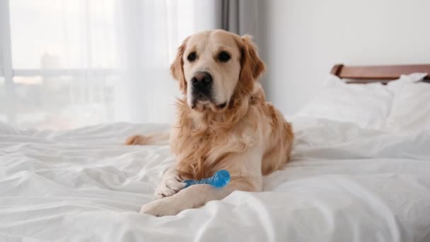 Golden retriever perro en la cama — Vídeos de Stock