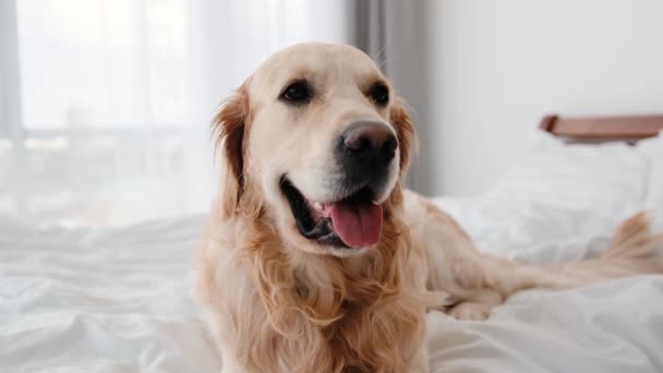 Golden retriever dog in the bed — Stock Video