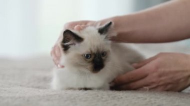 İnsan sevici oyuncak bebek kedicik.