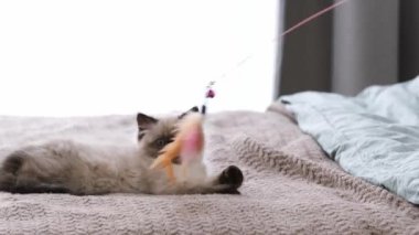 Evde oyuncak kedi yavruları var.