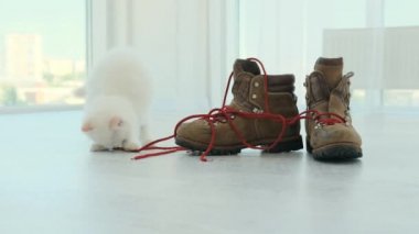 Bez bebek kedi ayakkabı bağcığıyla oynuyor.
