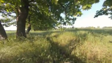 Ağaçların arasından uçan hareket dronu