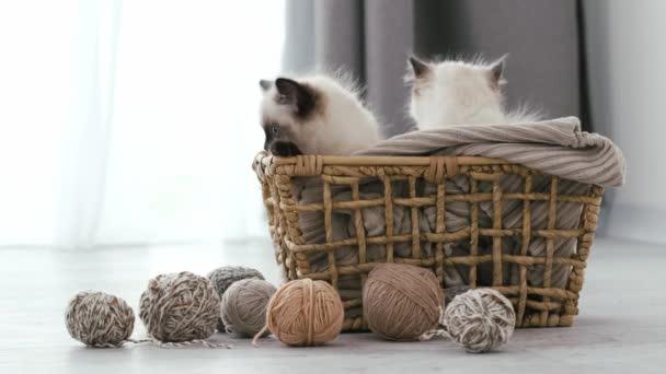 Ragdoll gato gatitos en casa — Vídeos de Stock