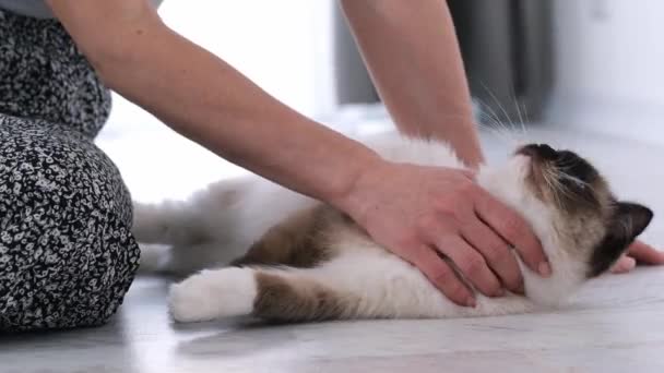 래그돌 고양이를 경계하는 사람 — 비디오