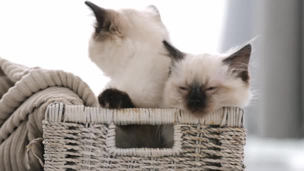 Ragdoll kot kocięta w domu — Wideo stockowe