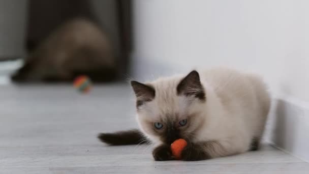 Poupée chat chatons à la maison — Video