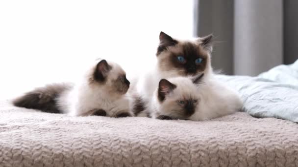 Ragdoll кошка с котятами дома — стоковое видео