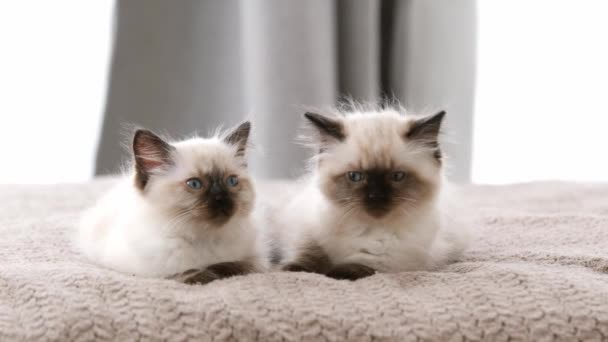 Ragdoll cat kittens at home — Stock Video