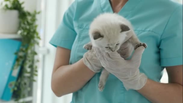 Кошеня рагдолі і ветеринар. — стокове відео