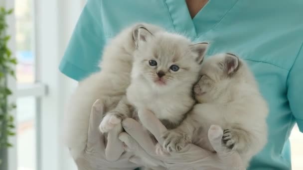 Poupée poupée chatons et vétérinaire — Video