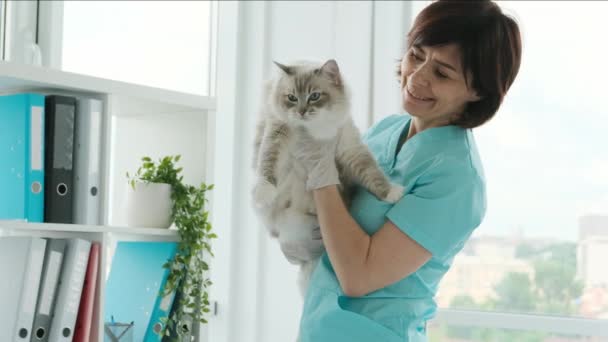 Ragdoll cat and veterinarian — Stock Video