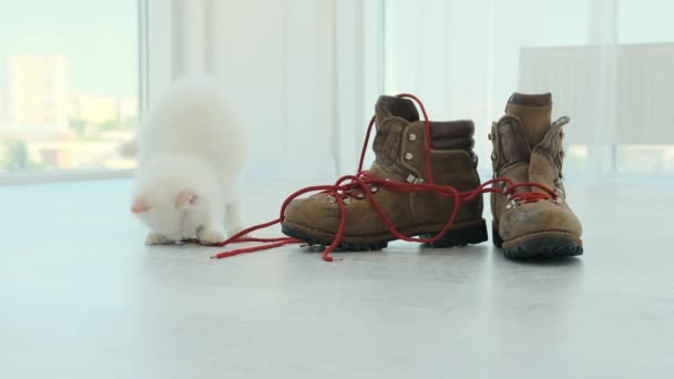 Ragdoll kitten spelen met schoen kant — Stockvideo