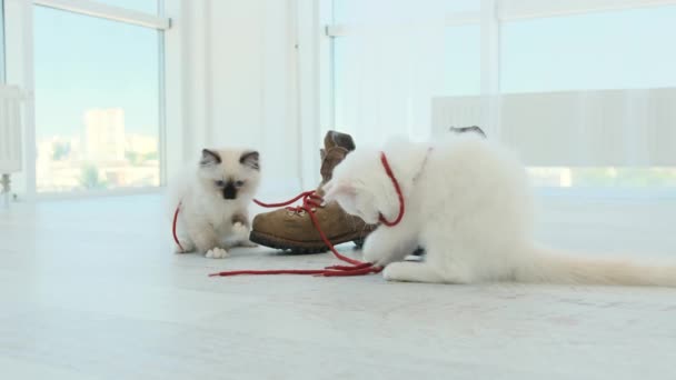 Ragdoll gatitos jugando con zapato de encaje — Vídeo de stock