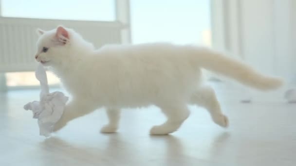 Ragdoll kattunge med papper — Stockvideo