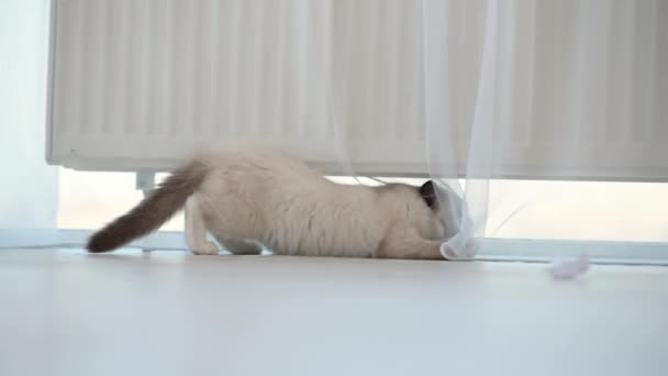 Gatinho Ragdoll em casa — Vídeo de Stock