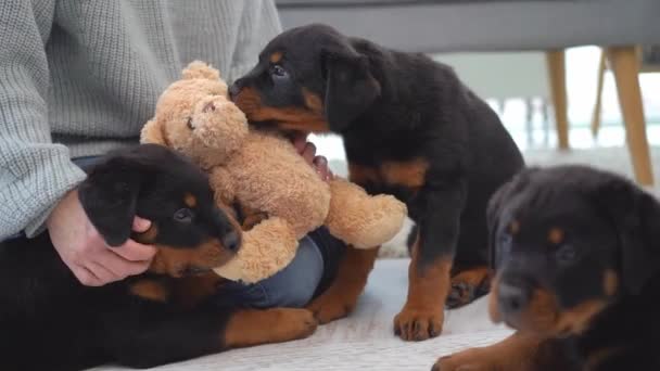 Rottweiler小狗咬泰迪熊玩具 — 图库视频影像