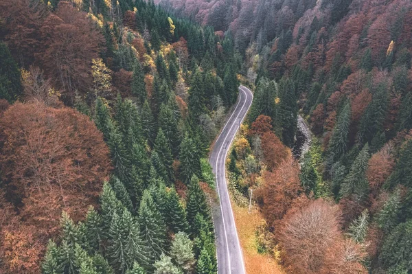 Foresta pittoresca con autostrada — Foto Stock