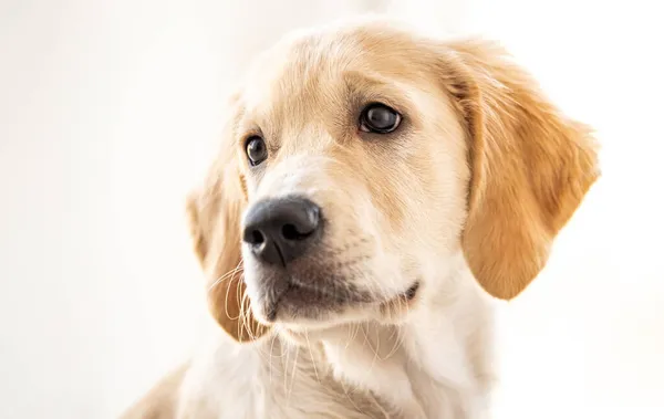 Sevimli genç köpek. — Stok fotoğraf