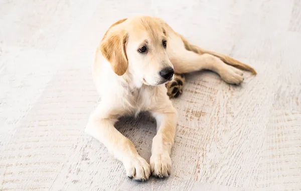 Beautiful dog on floor — Stock Photo, Image