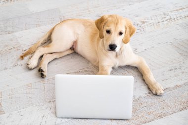Güzel köpek dizüstü bilgisayara bakıyor.
