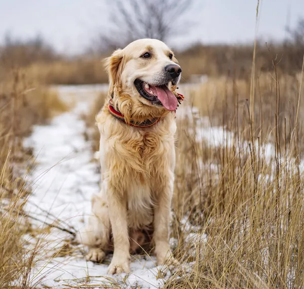 Golden retriever köpeği kış tarlasında yürüyor. — Stok fotoğraf