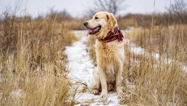 Golden retriever dog walking in the winter field — Stock Photo, Image