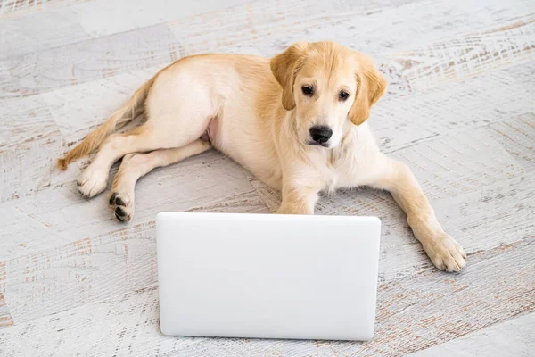 Nice dog looking at laptop — Stock Photo, Image