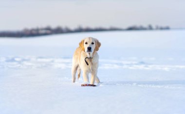 Kış yürüyüşü sırasında köpek